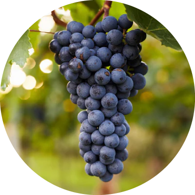 Grape Seed Extract
