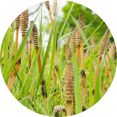Horsetail Extract