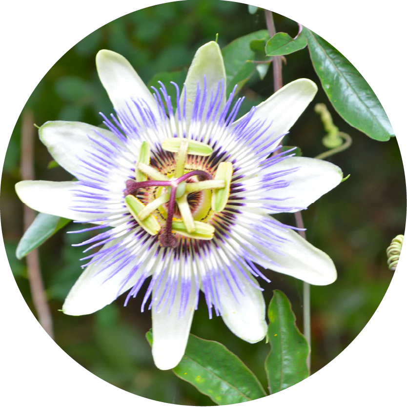 Passionflower