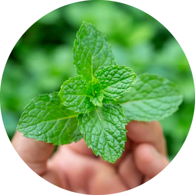 Menthol