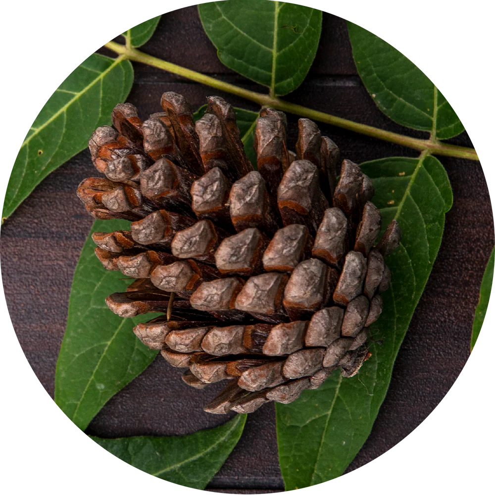 Pycnogenol